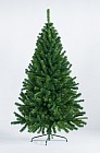 Ель комнатная «Алтайская»