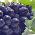 Виноград
