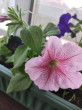 Отзыв на Семена. Петуния крупноцветковая «F1 Малиновое мороженое», 5 шт. пробирка от Оксана