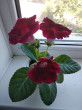 Отзыв на Семена. Глоксиния гибридная «Императрица F1», винно-красная, 5 шт от галина