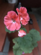 Отзыв на Пеларгония зональная «Найт cалмон F1» от Гулжанат