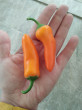 Отзыв на Перец сладкий «Оранжевая лакомка» от Наталья Юрьевна