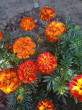 Отзыв на Семена. Бархатцы (тагетес) «Брокада красные» от Александра Ивановна