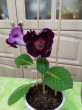 Отзыв на Семена. Глоксиния гибридная «Императрица F1», фиолетовая от Ольга