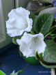 Отзыв на Глоксиния «Императрица белая F1» от Nathalie
