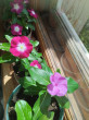 Отзыв на Катарантус розовый «Вулкан F1 cмесь» от Олеся