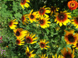 Отзыв на Семена. Рудбекия «Осенние цветы», смесь окрасок, 0,1 г от Диана