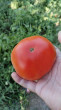 Отзыв на Семена. Томат «Гигант», 0.2 г от Нурсулу