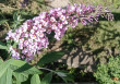 Отзыв на Семена. Буддлея «Давида», розовая от Ольга