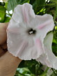 Отзыв на Семена. Ипомея «Морская звезда», 0,5 г от Ирина