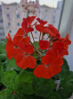 Отзыв на Семена. Пеларгония «Рафаэлла F1», оранжевая от Гулфаруз Исакызы