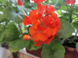 Отзыв на Семена. Пеларгония «Рафаэлла F1», оранжевая от Татьяна