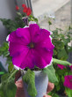 Отзыв на Семена. Петуния «Анастасия F1», 10 шт от Екатерина