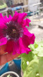 Отзыв на Семена. Петуния крупноцветковая «Темно-пурпурная» (пробирка) от Ольга