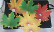 Отзыв на Комплект украшений на скотче «Кленовые листья» от Надежда