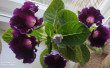 Отзыв на Семена. Глоксиния гибридная «Императрица F1», фиолетовая от Людмила Владимировна