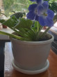 Отзыв на Горшок цветочный «Афина» (0,5 л), с поддоном от Елена