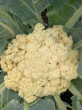 Отзыв на Семена. Капуста цветная «Инклайн F1», 15 шт от инна