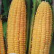 Отзыв на Семена кукурузы «Золотистая сладкая» от Виктория
