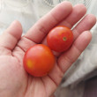 Отзыв на Семена. Томат «Вишня красная», 0,25 г от Юлия