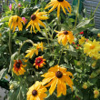 Отзыв на Семена. Рудбекия «Осенние цветы», смесь окрасок, 0,1 г от Ирина