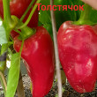 Отзыв на Семена. Перец сладкий «Толстячок», 0,1 г от Гульнар