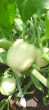 Отзыв на Семена. Томат «Новичок розовый» от Любовь Ивановна