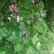 Отзыв на Василёк мускусный «Жёлтый» от Марина Филипповна