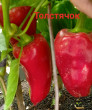 Отзыв на Семена. Перец «Толстячок», 0,3 г от Гульнар