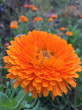 Отзыв на Семена. Календула «Богиня солнца», 0,3 г от Елеnа