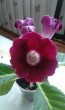 Отзыв на Семена. Глоксиния гибридная «Императрица F1», винно-красная, 5 шт от Нурхат