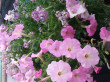 Отзыв на Семена. Петуния полуампельная «F1 Нуволари Рассвет», 5 шт от Наталья