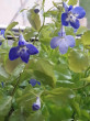 Отзыв на Лобелия «Голубые глазки», смесь сортов, 3 шт от Елена