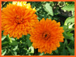 Отзыв на Семена. Календула «Оранжевые шары», 0,5 г от Нина Николаевна