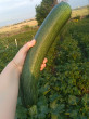 Отзыв на Семена. Кабачок цуккини «Цукеша», 1.5 г от Камила Ерболатовна