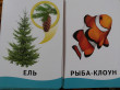 Отзыв на Живой мир. Развивающие карточки от Шарикуль