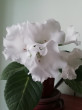 Отзыв на Глоксиния «Императрица белая F1» от Вера Борисовна