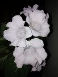Отзыв на Глоксиния «Императрица белая F1» от Вера Борисовна