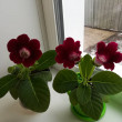 Отзыв на Семена. Глоксиния гибридная «Императрица F1», винно-красная, 5 шт от Валентина