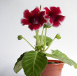 Отзыв на Семена. Глоксиния «Аванти красная с белым краем F1», 5 шт от Татьяна