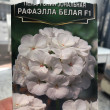 Отзыв на Семена. Пеларгония «Рафаэлла F1», белая от Leyla