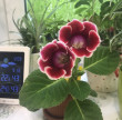 Отзыв на Семена. Глоксиния «Аванти красная с белым краем F1», 5 шт от Оксана