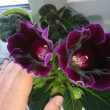 Отзыв на Семена. Глоксиния гибридная «Императрица F1», фиолетовая от Валентина