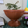 Отзыв на Вазон «Begonia» (диаметр 26 см) от Наталья