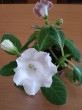 Отзыв на Глоксиния «Императрица белая F1» от Жулдузай