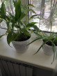 Отзыв на Кашпо с подставкой (диаметр 18 см) от Мария