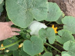 Отзыв на Семена. Тыква «Изящная», 2 г от 🍀🌱☘️🌿Гүлмира Кенжалықызы