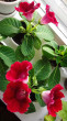 Отзыв на Семена. Глоксиния гибридная «Императрица F1», винно-красная, 5 шт от Яна Вячеславовна