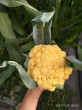 Отзыв на Семена. Капуста цветная «Масляная головушка» от Ольга