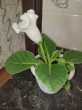 Отзыв на Глоксиния «Императрица белая F1» от Оксана Николаевна
